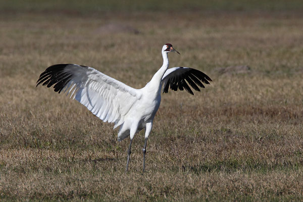 Whooping Crane &copy; Russ Chantler